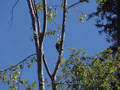 Sphyrapicus ruber