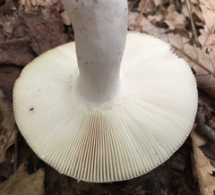 Russula ionochlora