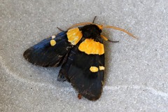 Egybolis vaillantina