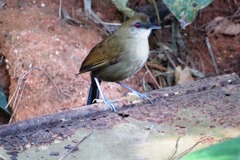 Pyriglena leucoptera