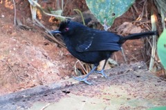 Pyriglena leucoptera