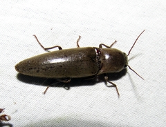 Orthostethus infuscatus