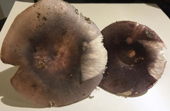Russula ionochlora