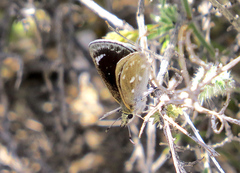 Hesperopsis libya