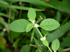 Sanguinaria