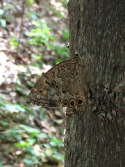 Neope goschkevitschii