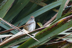 Poodytes punctatus punctatus