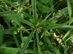 Cyperus laxus