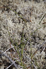 Equisetum × trachyodon