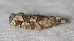 Epinotia subviridis
