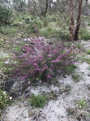 Hypocalymma robustum