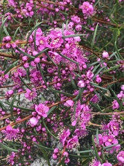 Hypocalymma robustum