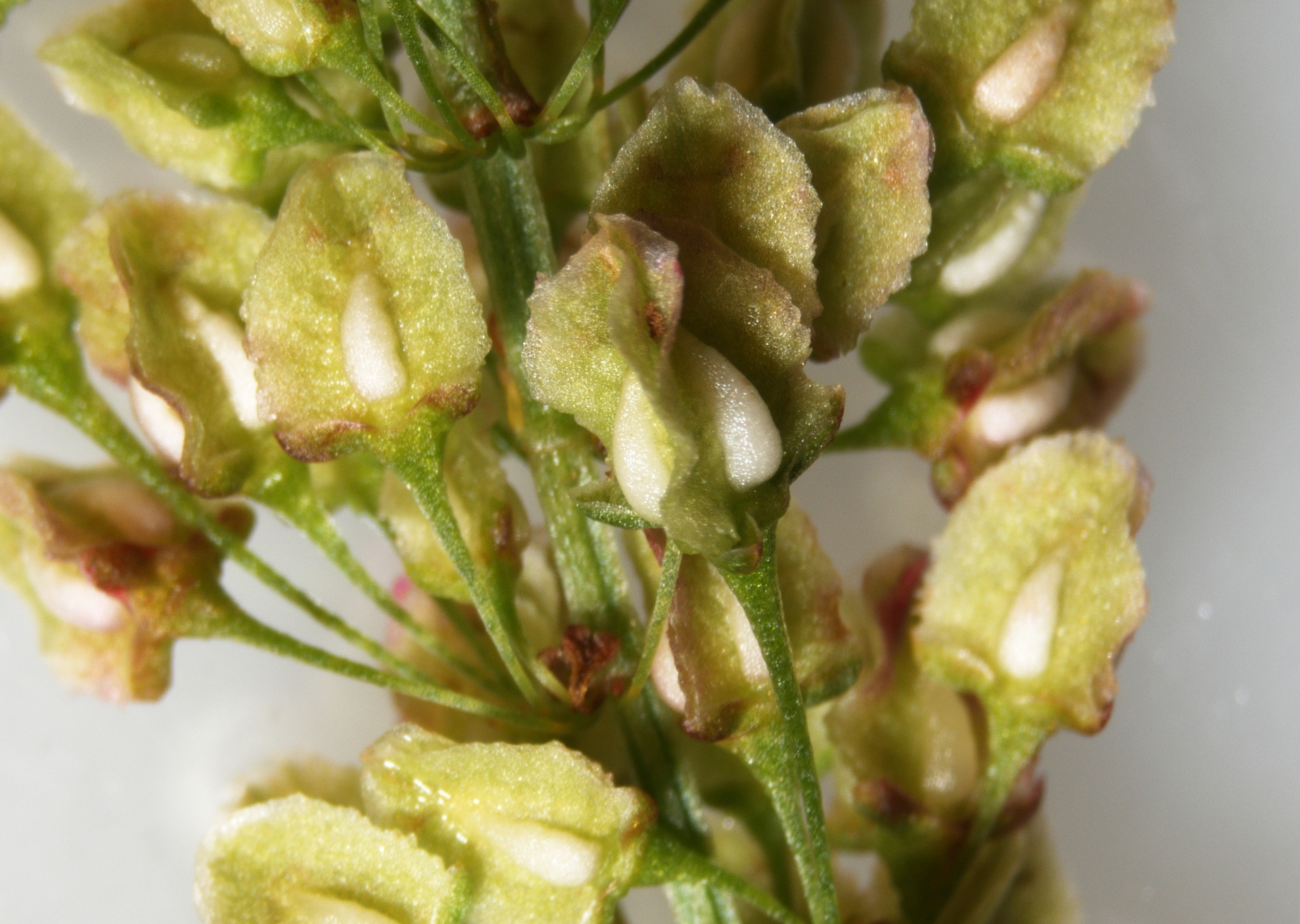 Rumex britannica