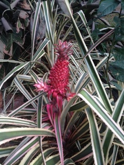 Ananas comosus bracteatus
