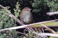 Poodytes punctatus punctatus