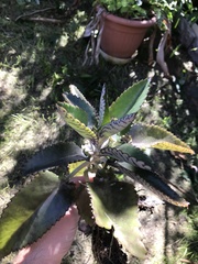 Kalanchoe daigremontiana
