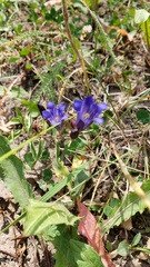 Gentiana affinis