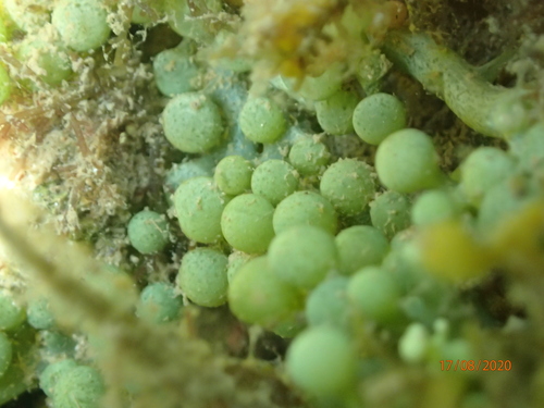Caulerpa macrophysa observed 2020-08-17