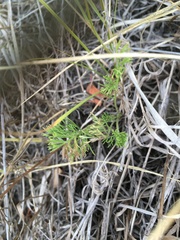 Scandix pecten-veneris