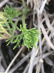 Scandix pecten-veneris