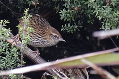 Poodytes punctatus punctatus