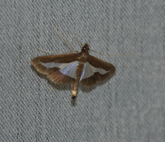 Diaphania infimalis
