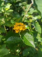 Lantana × hybrida