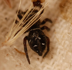 Phidippus olympus
