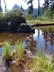 Carex lenticularis dolia