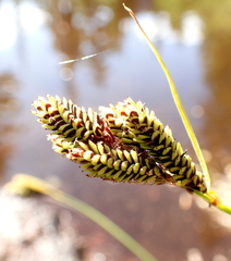 Carex lenticularis dolia