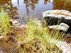 Carex lenticularis dolia