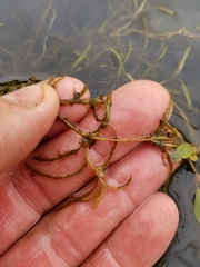 Potamogeton spirillus