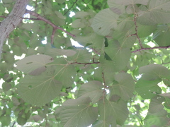 Tilia mandshurica