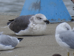 Larus fuscus