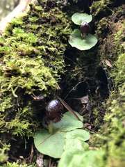 Corybas grumulus