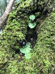Corybas grumulus