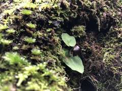 Corybas grumulus