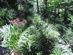 Abies holophylla