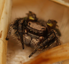 Habronattus cuspidatus