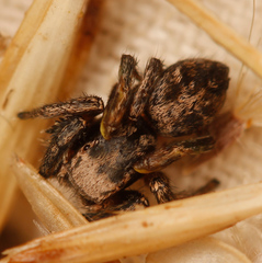 Habronattus cuspidatus