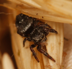 Phidippus olympus
