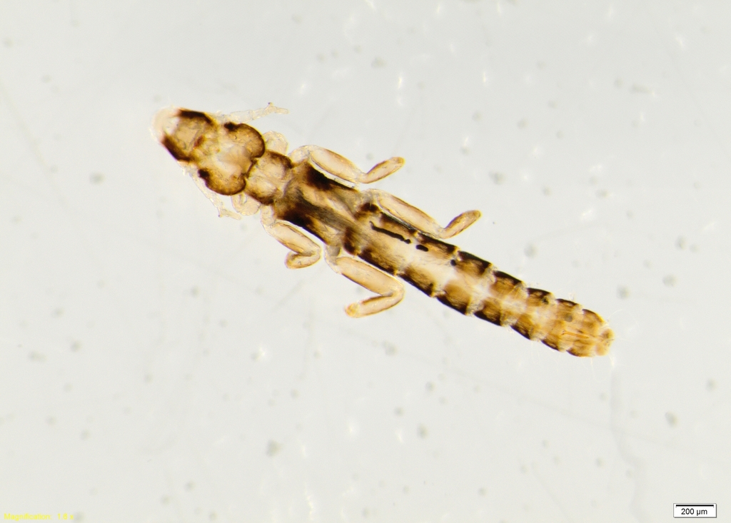 slender duck louse