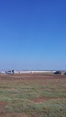 Atriplex verrucifera