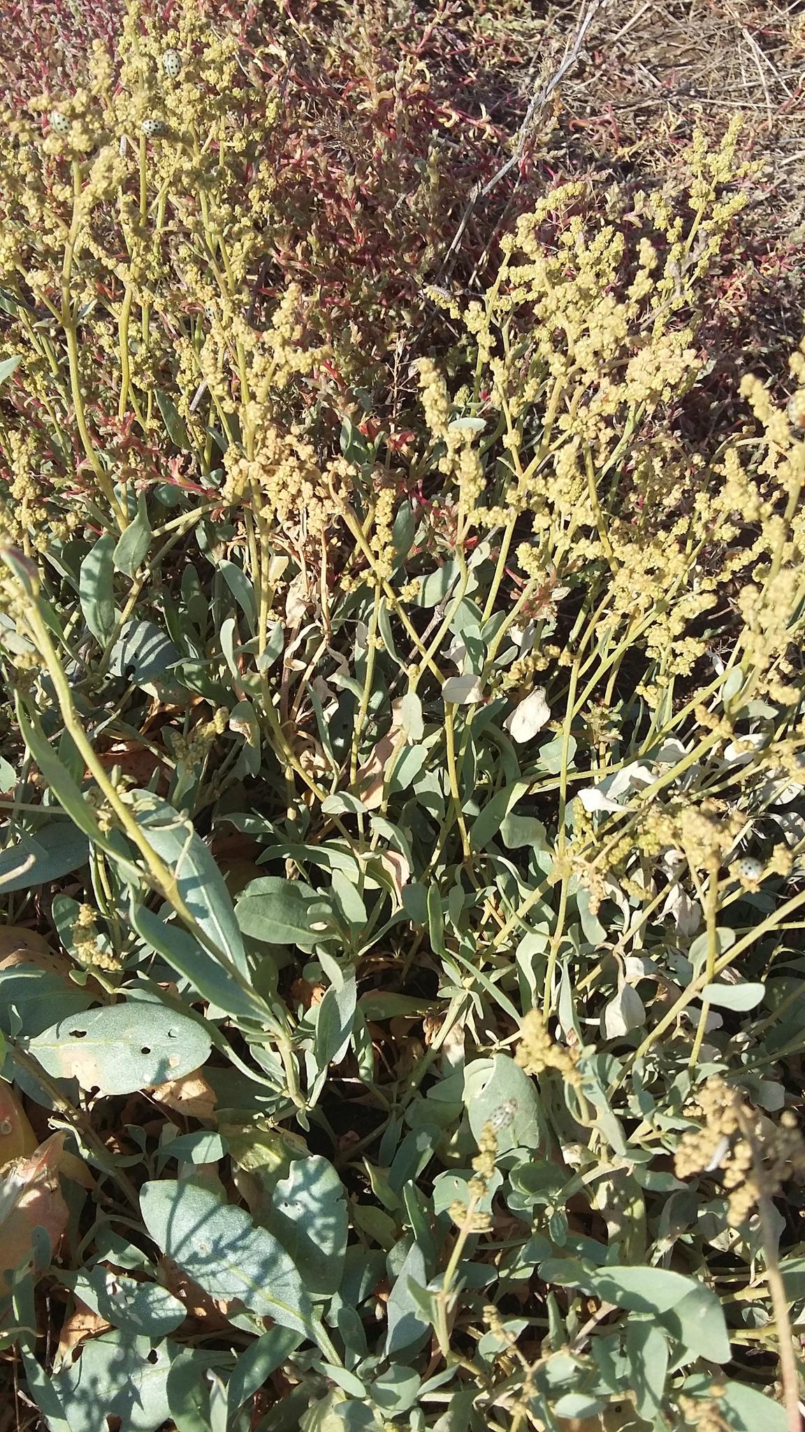 Atriplex verrucifera