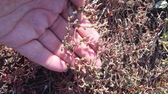 Petrosimonia oppositifolia