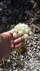 Silphiodaucus hispidus