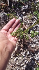 Silphiodaucus hispidus