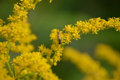 Philanthus bilunatus