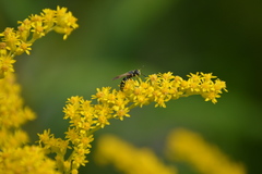 Philanthus bilunatus