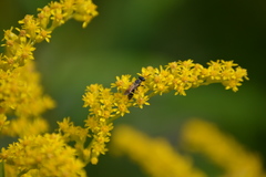 Philanthus bilunatus